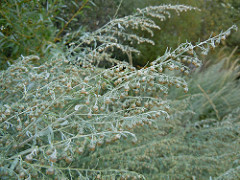 grayish stems with numerous nodding flower heads