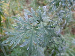 close up of grayish leaf