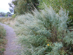 growing on trailside