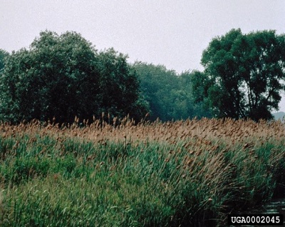 infestation of phragmites, tall grass with large plume-like inflorescences