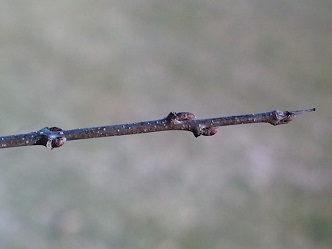 thorn-tipped twig