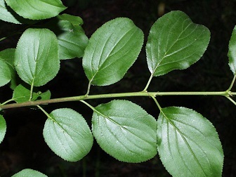glossy, dark green leaves with veins