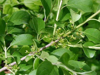 small, yellow-green flowers on shrub branch