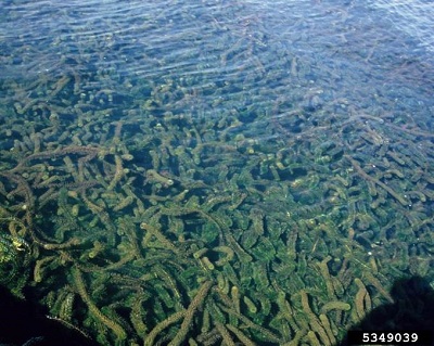 plant forming a dense mat in water