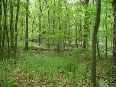 infestation of garlic mustard in understory of forest