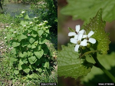 plant has single or multiple flowering stems and flowers have four white petals