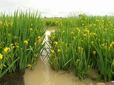plants with yellow flowers growing in shallow water
