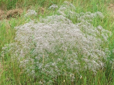 plant demonstrating globe-like growth form