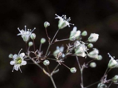 plant with small white flowers