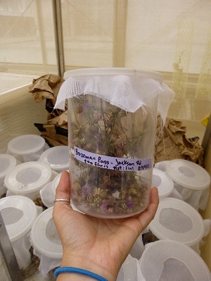 jar with net over top and spotted knapweed seedheads inside