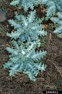 light green thistle rosettes