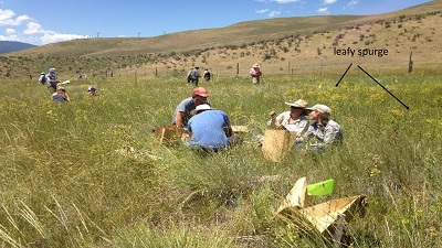 Volunteers sampling vegetation with leafy spurge in background