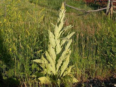 A short of Common mullein from far away