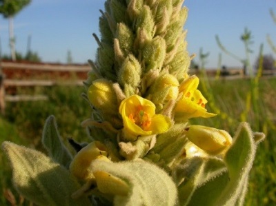A close up of the same Common mullein plant shown above