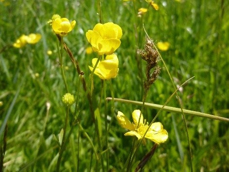 tall buttercup plant growing in green grassy meadow