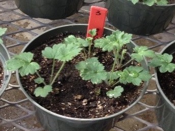 potted plant with red tag and rich green leaves