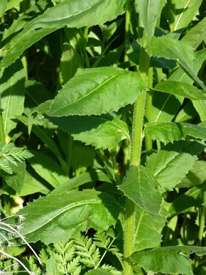 stem with green leaves 2-6 inches long with serrated edges