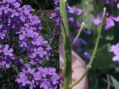 image on left showing forb with small purple flowers that have four petals and image on right showing 2-5" long seedpods that have faint hairs