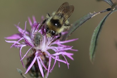 bumble bee on top of purple spotted knapweed flower