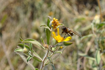 native pollinator visiting yellow hairy goldenaster flower