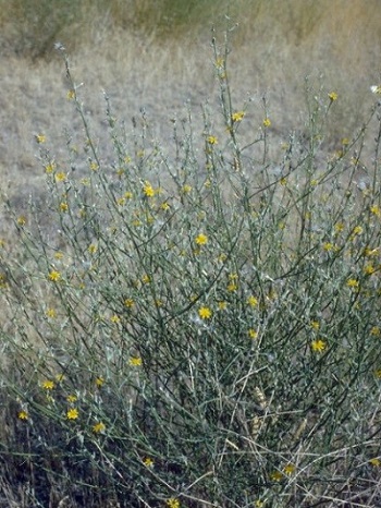 wirey stemed rush skeletonweed plant with yellow flowers