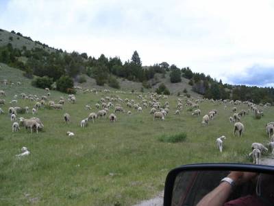 A grazing area filled with sheep