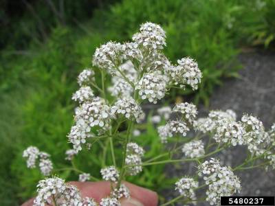 An image of pepperweed
