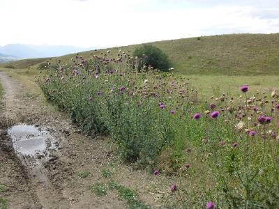 Roadside image of Musk Thistle