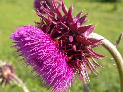 Close up of musk thistle