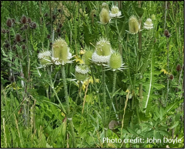 Image of thistle