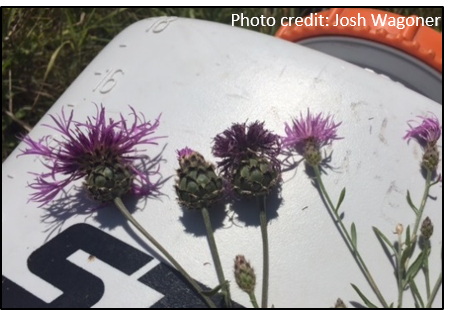 Image of thistle buds