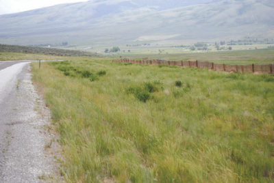 Picture of another roadside with dense vegetation
