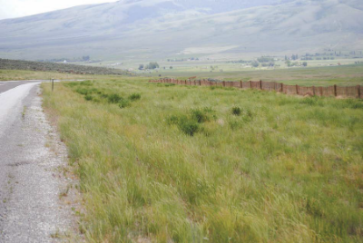 Picture of another roadside with dense vegetation 