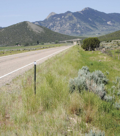 Picture of a road side with vegetation growing along side.