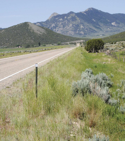 Picture of a road side with vegetation growing along side. 