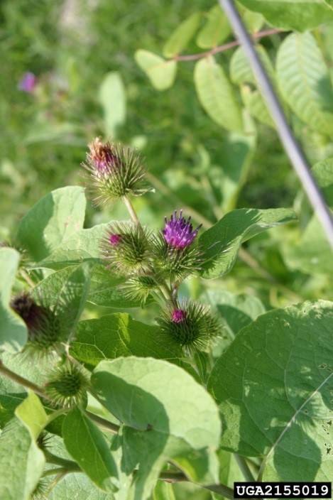 Picture of the flowers of common burdock