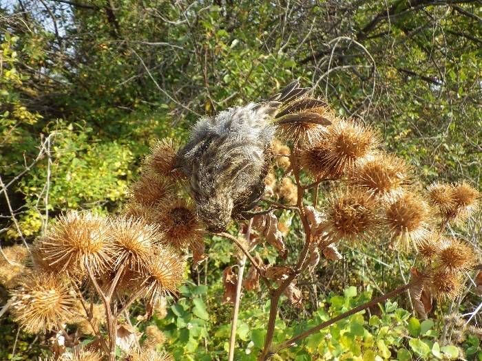 Picture of a browning common burdock