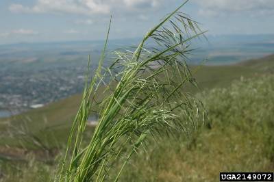 close up of cheatgrass