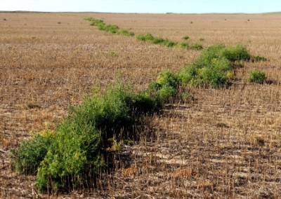 An image showing a path of growth where a plant had rolled over