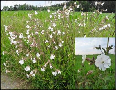 Plant with white flowers growing along trail with green grass in background