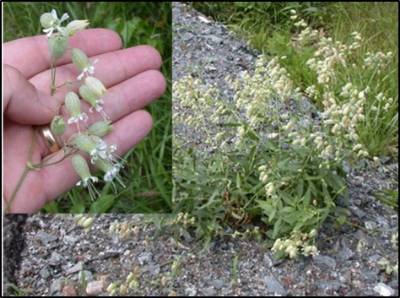 Hand holding white campion flower placeholder image