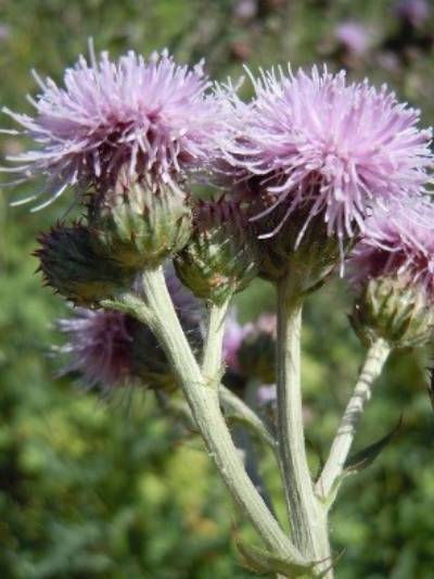 Image of Canada Thistle