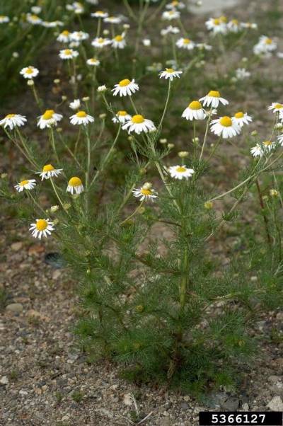 A general image of scentless chamomile