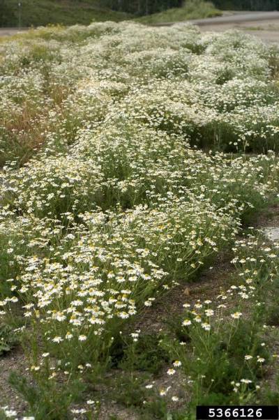 Field of scentless chamomile
