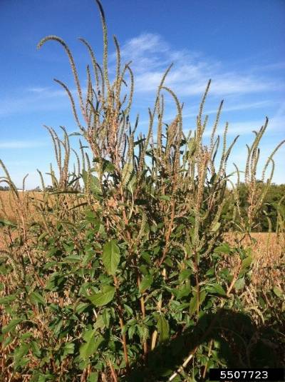 Image of a mature Palmer amaranth plant