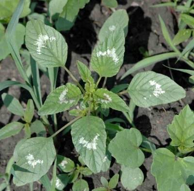 top view of amaranth