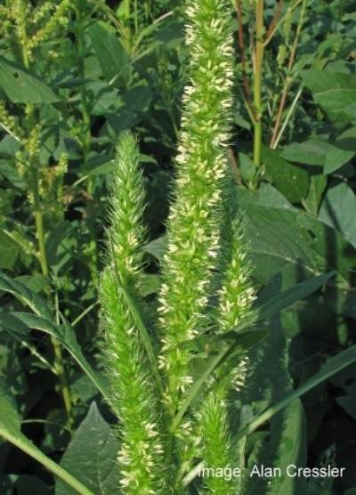 image of Amaranth