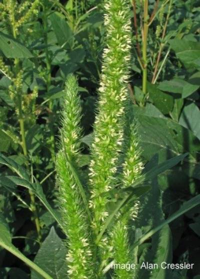 image of Amaranth