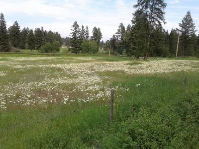 A field full of noble yarrow