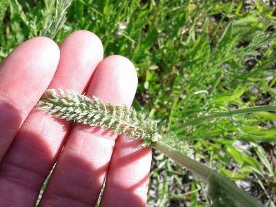 image of western yarrow leaf